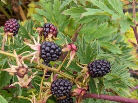 Rubus fru. 'Thornless Evergreen'  (DOORNLOZE BRA