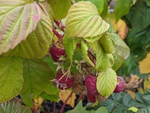Rubus idaeus 'Zefa'  HERFSTFRAMBOOS