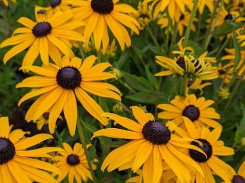 Rudbeckia fulgida 'City Garden'
