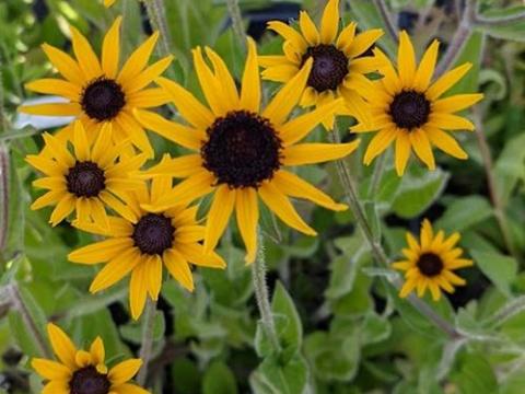 Rudbeckia fulgida var. deamii