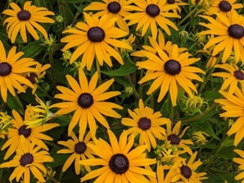 Rudbeckia fulgida 'Goldsturm'