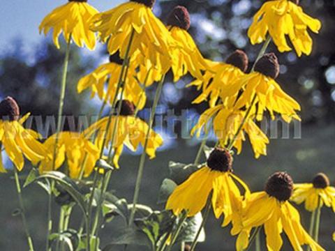 Rudbeckia grandiflora 'Sundance'
