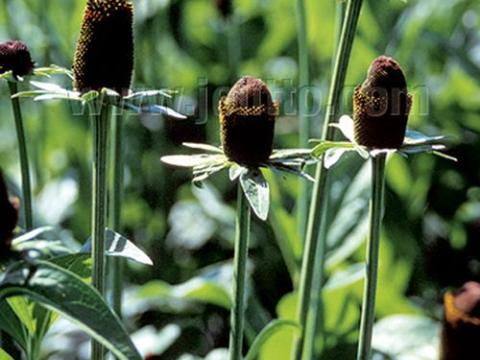 Rudbeckia occidentalis 'Green Wizard'