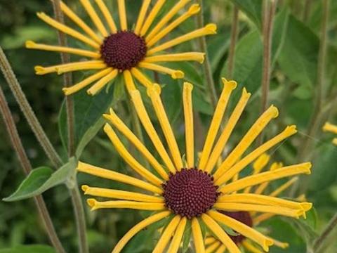 Rudbeckia subtomentosa 'Henry Eilers'
