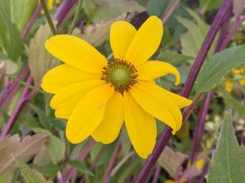 Rudbeckia nitida 'Herbstsonne'
