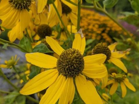 Rudbeckia laciniata