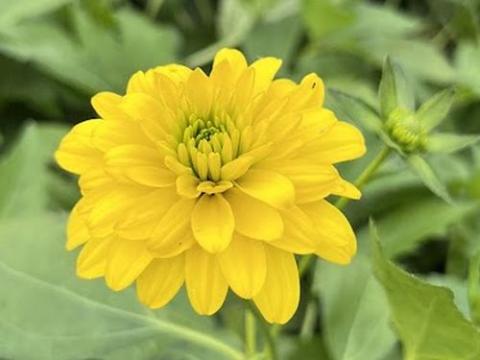 Rudbeckia laciniata 'Goldquelle'
