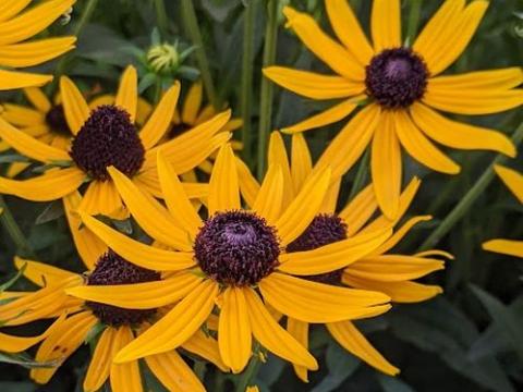 Rudbeckia fulgida 'Little Goldstar' PBR