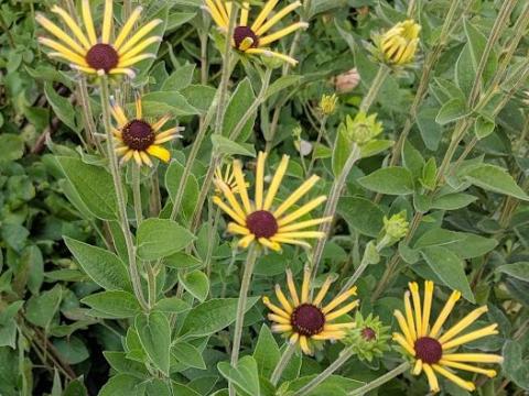 Rudbeckia subtomentosa 'Little Henry'