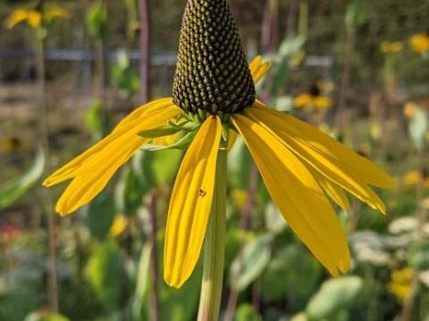 Rudbeckia maxima