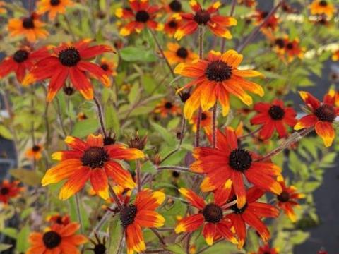Rudbeckia triloba 'Prairie Glow'