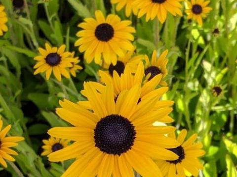Rudbeckia fulgida var. speciosa