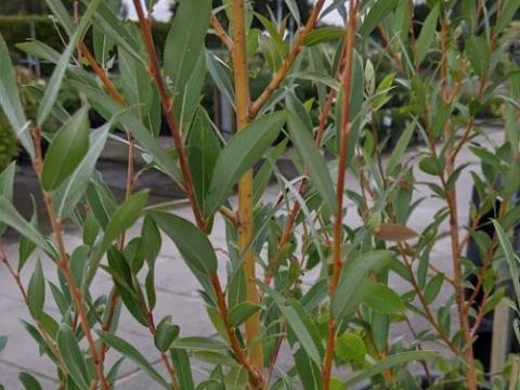 Salix alba 'Yelverton'