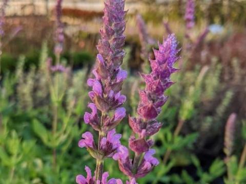 Salvia nemerosa 'Amethyst'