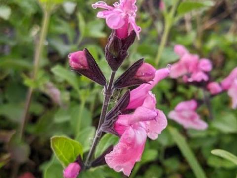 Salvia greggii 'Angel Wings'