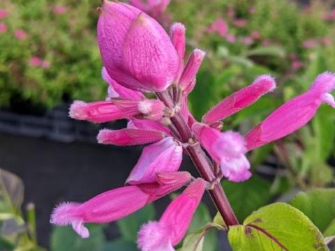 Salvia involucrata 'Bethelii'