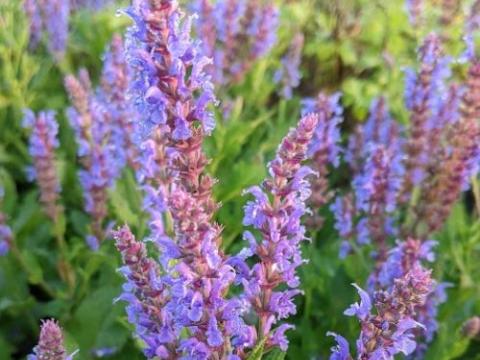 Salvia nemerosa 'Blauhügel'