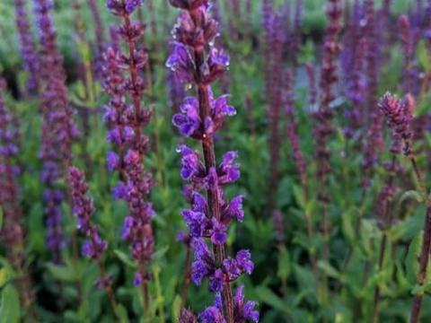 Salvia nemerosa 'Caradonna'