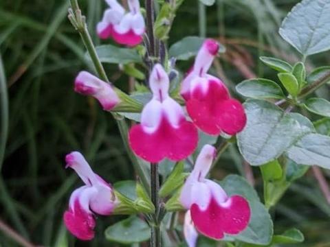 Salvia greggii 'Cherry Lips'