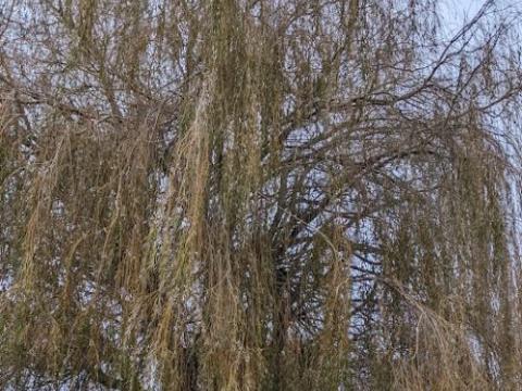 Salix sepulcralis 'Chrysocoma'