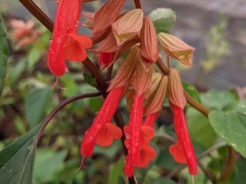 Salvia 'Ember's Wish'