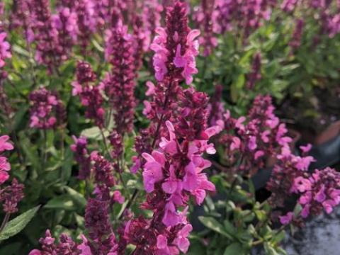 Salvia nemerosa 'Katsjing'