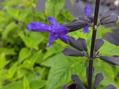 Salvia guaranatica 'Lake Mckenzie'