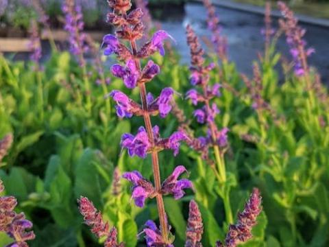 Salvia nemerosa 'Mainacht'