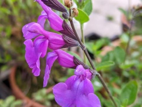 Salvia microphylla 'Savinio Lilac'