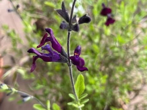 Salvia microphylla 'Savinio Dark Purple'