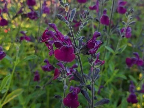 Salvia 'Nachtvlinder'