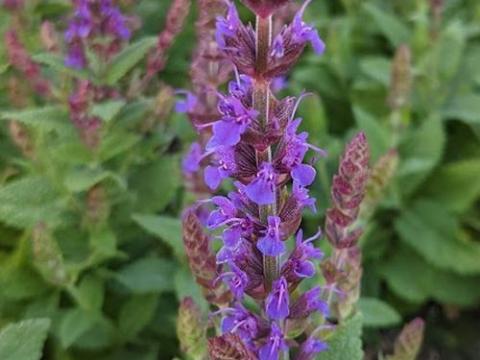 Salvia nemerosa 'Ostfriesland'