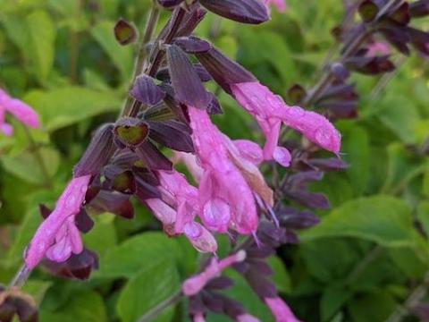Salvia 'Pink Amistad' PBR