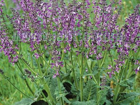 Salvia pratensis  'Sky Dance'