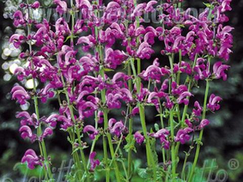 Salvia pratensis  'Sweet Esmeralda'