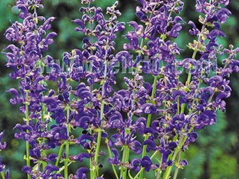 Salvia pratensis  'Twilight Serenade'