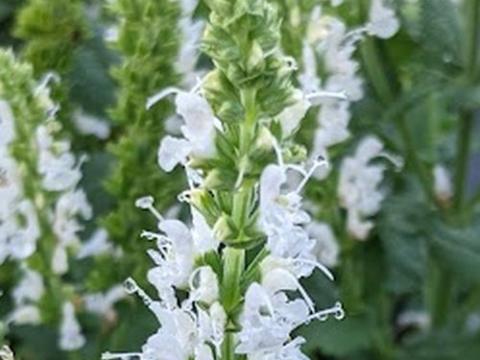 Salvia nemerosa 'Schneehügel'