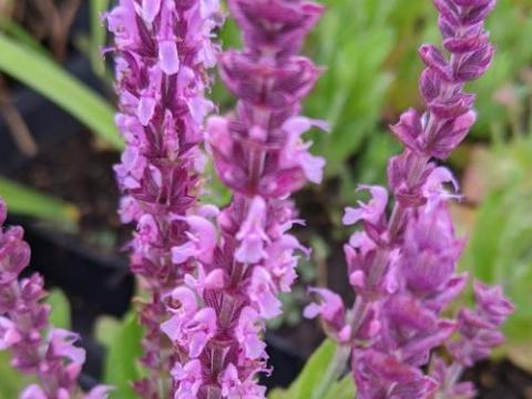 Salvia nemerosa 'Sensation Med. Pink'