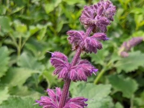 Salvia verticillata 'Purple Rain'