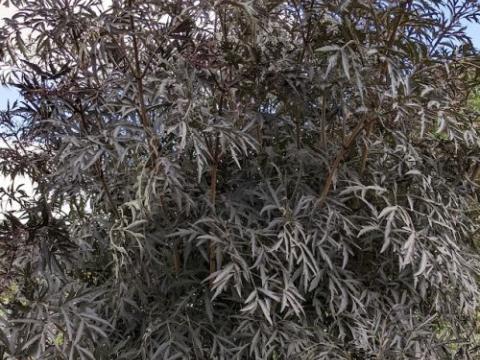 Sambucus 'Black Lace' (Eva)