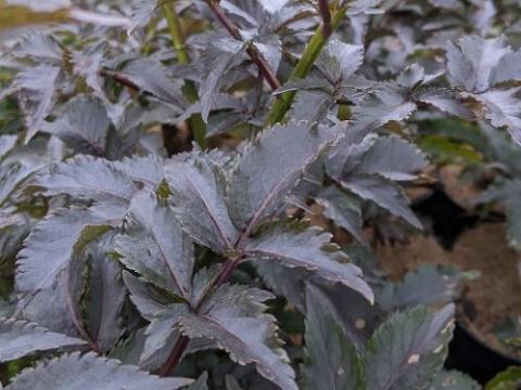 Sambucus nigra 'Black Tower'