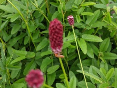 Sanguisorba species c.c.c.