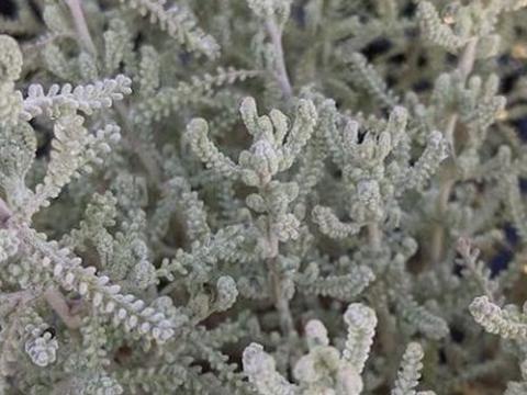 Santolina chamaecyparissus