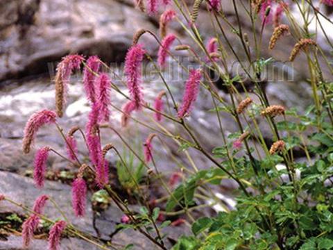 Sanguisorba hakusanensis