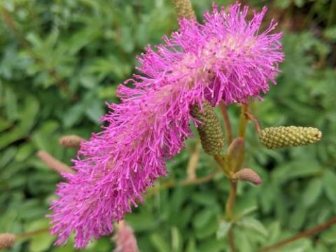 Sanguisorba hak 'Lilac Squirel'