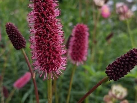 Sanguisorba menziesii