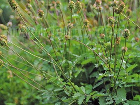 Sanguisorba minor pimpernel
