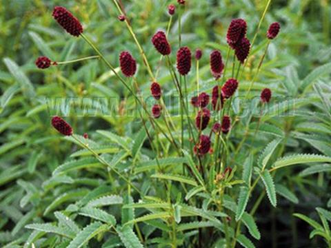 Sanguisorba officinalis