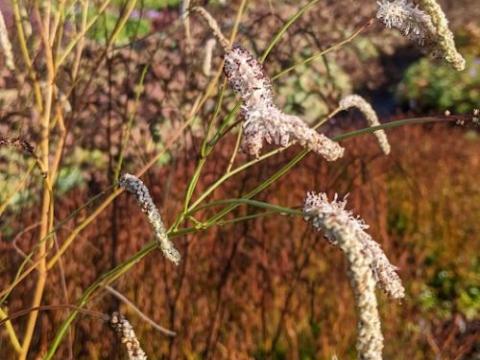 Sanguisorba parviflora