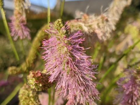 Sanguisorba 'Pink Brushes'